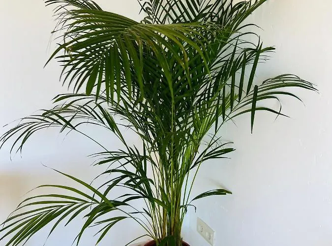 A 20m De La Playa Daire